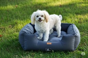 犬用ベッドのまとめ